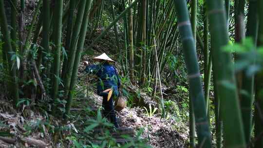 【合集】老人茶山采茶手工制茶4K高清