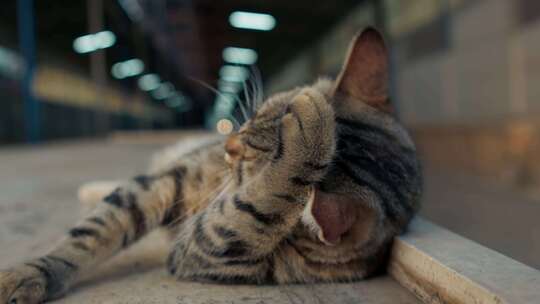 躺卧地面猫咪用爪子洗脸