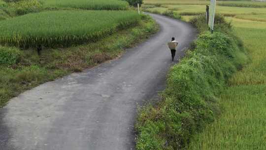 农村妇女走在田野边上的小路视频素材模板下载