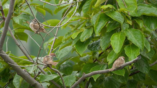 春雨过后树枝上三只麻雀小鸟