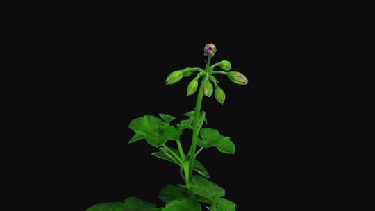 春天植物花草春暖花开生长盛开