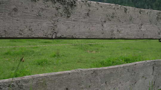 阿尔卑斯山绿色草地上的奶牛