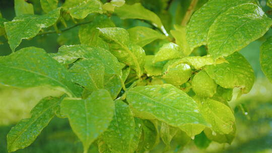 挂满雨滴的绿色柠檬果实