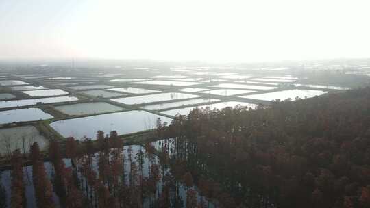 湖北涨渡湖秋天湿地树木航拍