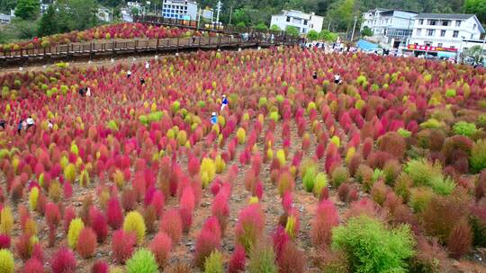 浪漫的乡村振兴植物植被地肤草