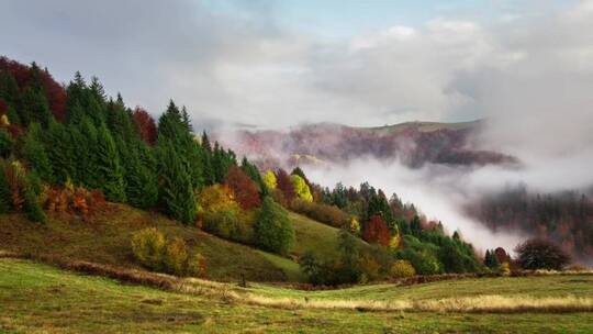 秋意覆盖的森林有雾气飘过