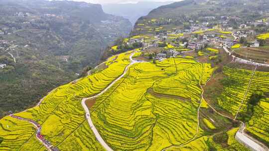 美丽春天农村三农油菜花花海航拍