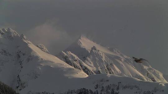 鸟儿飞过雪山