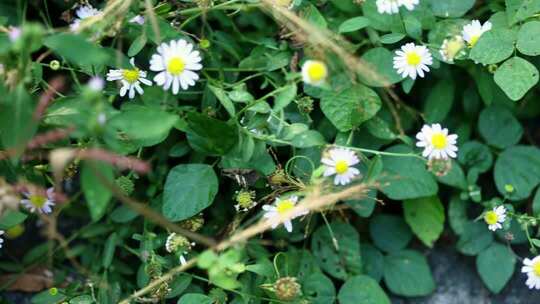 野生环境下盛开的雏菊