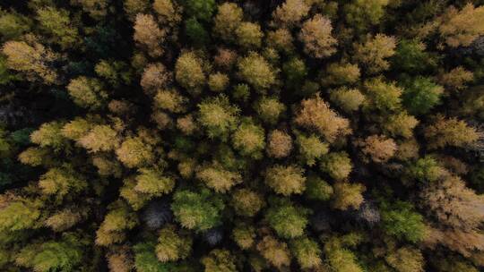 赤峰桦树林秋景4K航拍视频素材模板下载