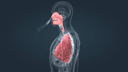 医学肺功能肺呼吸肺活量深呼吸人体器官动画