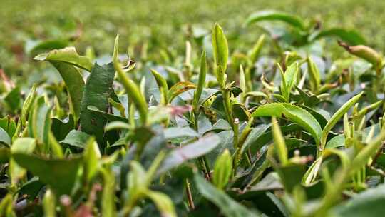 大自然茶园茶叶茶山美景景色