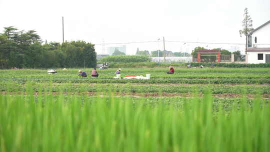 农民田间劳动种植蔬菜