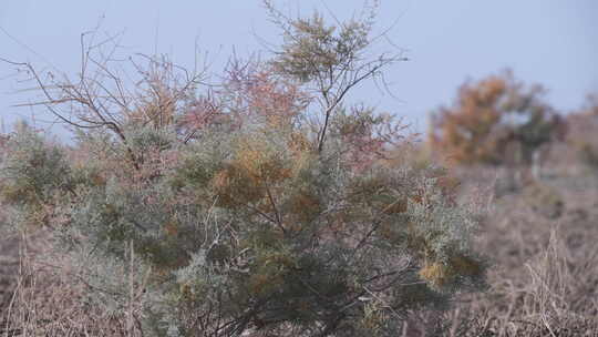 新疆秋天沙漠植被4K素材