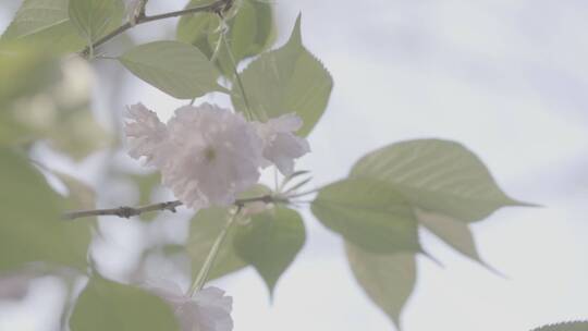 逆光花朵摇曳升格