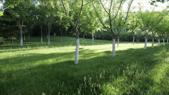 森林草地阳光光线移动变化