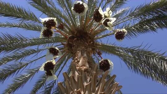 棕榈树 (2)