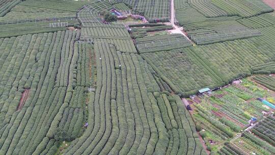 航拍茶园云南山茶山区茶树种植业