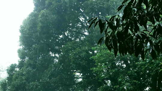 云南千家寨原始森林雨景