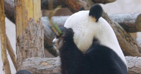 熊猫吃竹子特写