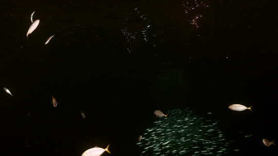 夜间海底游动的鱼群【4K】视频素材模板下载