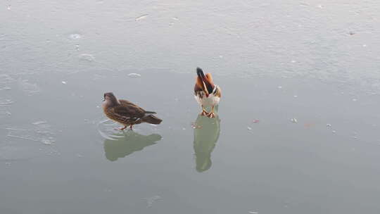 鸳鸯站在冰面水面梳理羽毛