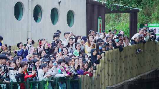 动物园游客看大熊猫
