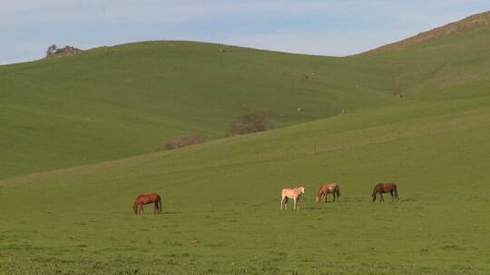马群在绿色的田野里吃草