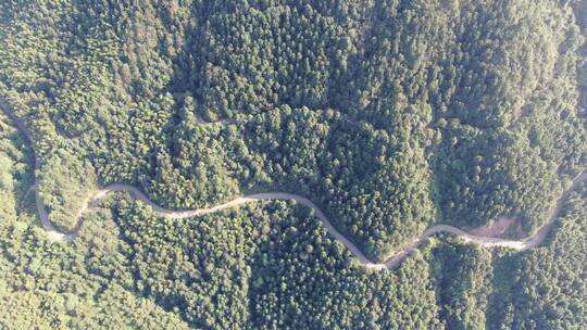 俯拍森林盘山公路道路植物