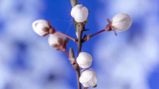 春天植物花草春暖花开生长盛开