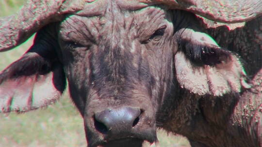 非洲水牛在看着镜头视频素材模板下载
