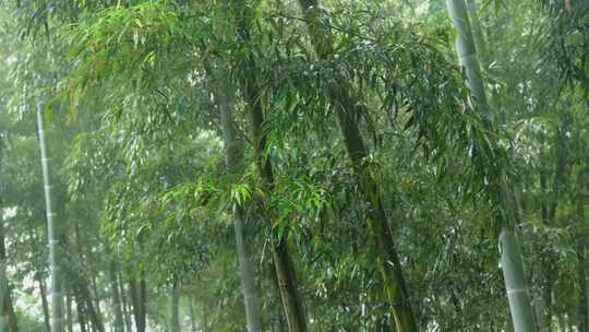 下雨天竹林景观特写，竹节挺拔竹叶繁茂