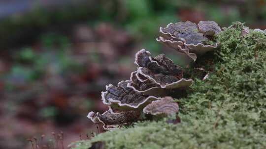 森林中的苔藓和生长