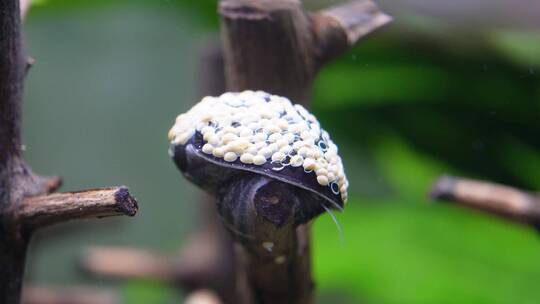 水族海螺除藻螺黑金刚繁殖