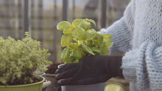 种植、园艺、罗勒、植物