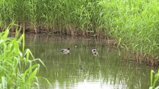 野鸭湿地公园生态环境