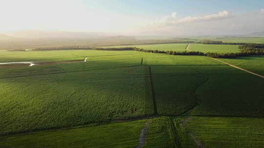 无人机飞越延伸到地平线的巨大甘蔗田，日落在左边
