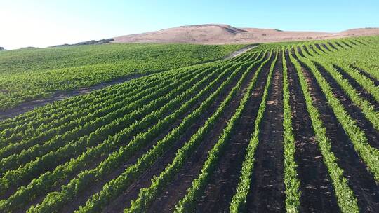 航拍加州圣塔丽塔产区葡萄种植区丘陵葡萄园