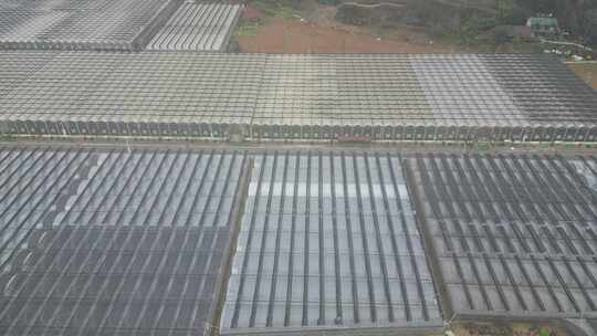 现代农业大棚种植基地航拍