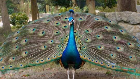 开屏孔雀特写素材