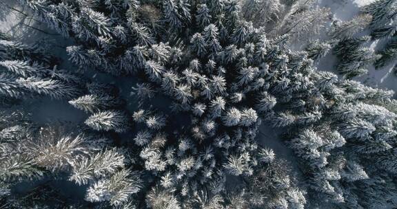 航拍雪域森林