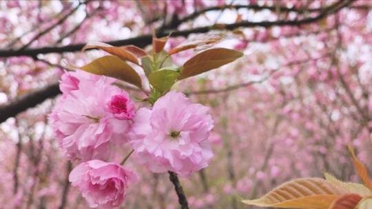 樱花特写空镜头4K