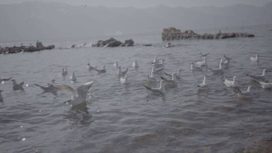 【精品】洱海滇池海鸥红嘴鸥戏水灰片