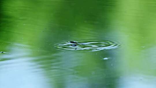 池塘水面爬动的水黾昆虫