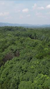 航拍贵州山川绿色森林植物竖屏