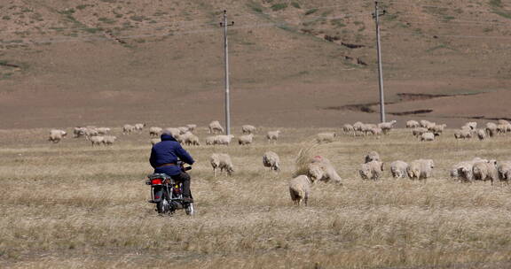 4K 牧羊人追赶羊群