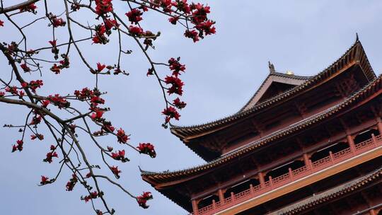 春风中摇曳的木棉花