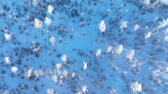 鸟瞰林海雪原银装素裹的松林