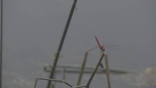 湖面蜻蜓慢镜头