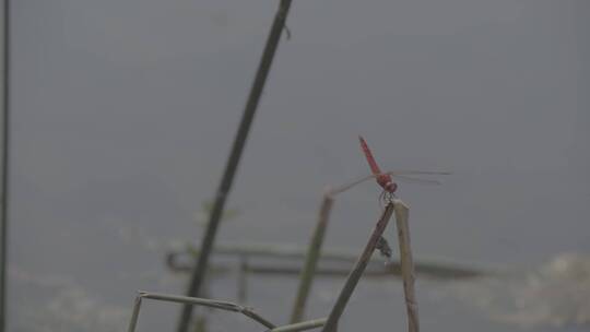 湖面蜻蜓慢镜头视频素材模板下载
